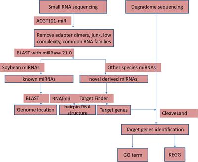 MicroRNAs Involved in Regulatory Cytoplasmic Male Sterility by Analysis RNA-seq and Small RNA-seq in Soybean